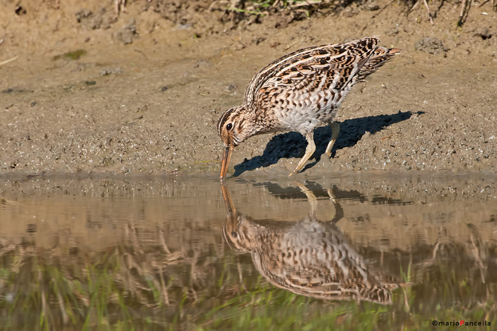 Croccolone della piana fiorentina